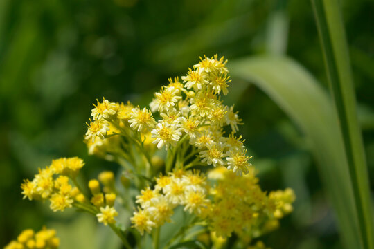 Solidaster Lemore flowers