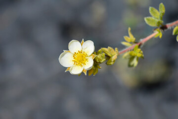 Shrubby Cinquefoil Primrose Beauty flower