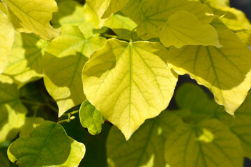 Chinese redbud Shirobana leaves