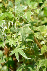 English Ivy Yellow Ripple leaves