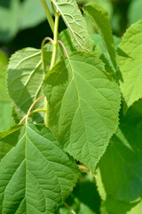 Smooth hydrangea Annabelle leaves
