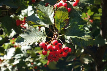 Infructescence of Sorbus aria tree in October