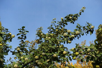 Cloudless blue sky and branch of quince with fruits in mid October