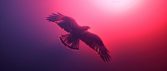 Fototapeta premium Hawk Silhouetted Against a Pink and Purple Sky.