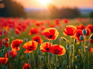 Poppy flowers in the meadow in the rays of the setting sun, summer concept, wallpaper, bokeh background