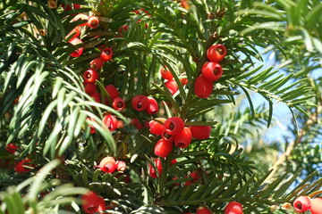 Obraz premium Closeup of red berries of common yew in October