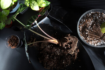 Alocasia Polly Transplantation - Seasonal Routine. Concept of Plant Care. Sunlight, Selective...