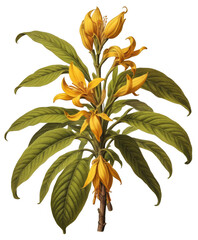 Ylangylang in the style of old botanical illustrations, transparent background.