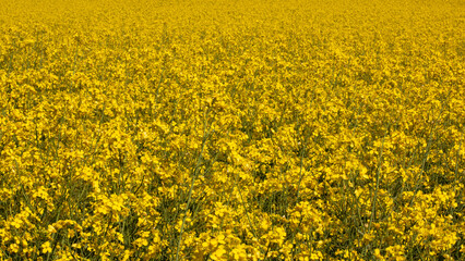 blooming rapeseed field in Munich