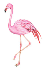 Vintage pink flamingo bird png illustration sticker