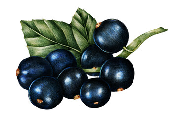 Hand drawn blackcurrants fruit sticker with a white border design element