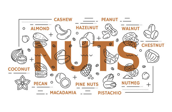 Line nuts vector types. Cashew, almond, hazelnut, walnut and chestnut. Coconut, pecan, pine nuts or macadamia, pistachio and nutmeg. Infographic guide with linear nut products and bold typography