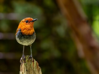 森の中で枯れ木に留まっているコマドリの雄