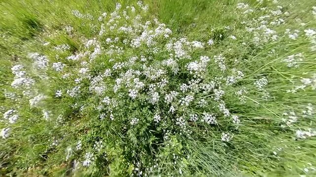 Closeup top down view on yarrow in summer