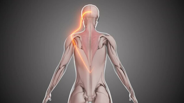 Animation of the trapezius muscles