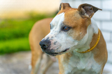 Close-up of American Staffordshire Terrier in Profile. Beautiful Dog with Brown and White Coat Looking to the Side