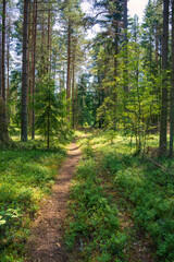 Idyllic Forest Pathway Through Dense Greenery. Tranquil Woodland Scene with Sun-Dappled Trees and Verdant Underbrush.