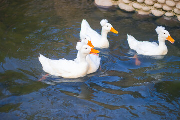 white goose on the water in a group