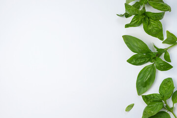 Frame with fresh basil herbs on white background. Top view, flat lay. Space for text. Healthy eating and alternative medicine concept. 