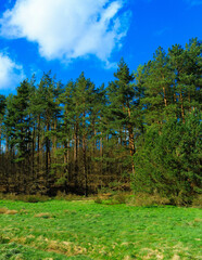 Wild, green meadow in forest. Kashubia Poland.