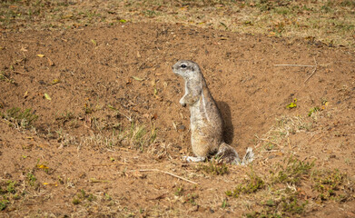 A South African Ground Squirrel, a burrowing rodent, stands on its hind legs and is vigilant as it observes the world around its burrow situated in a grassland area near the Vaal Dam in South Africa.