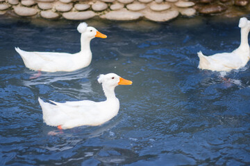 ducks on the lake