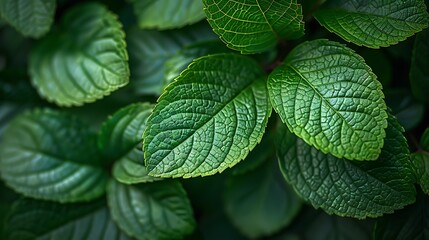An intricate close-up of lush green leaves, showcasing their veins and natural patterns, vibrant shades of green, highlighting the organic texture and natural beauty, hd quality, natural look 