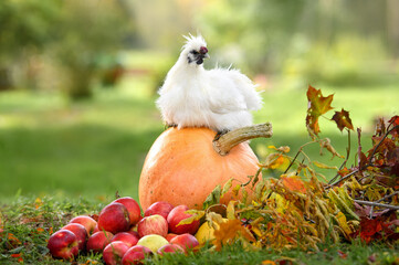 white silkie chicken posing on a pumpkin with apples lying around outdoors on an eco farm in autumn