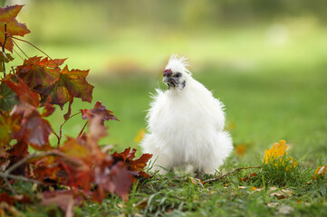 white silkie chicken portrait outdoors in autumn on an eco farm