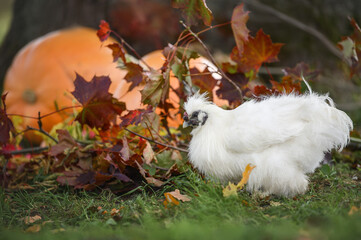 beautiful white silkie chicken walking on grass in autumn