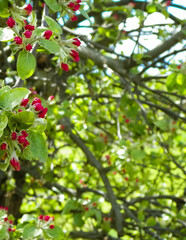 Obraz premium Apple flowers on tree.