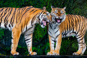 Two male and female tigers live together.