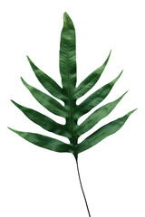 Doryopteris nobilis leaves transparent png