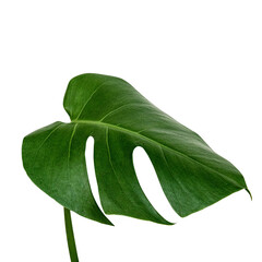 Split leaf philodendron, monstera plant element transparent png