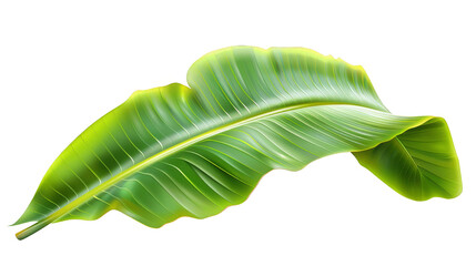 Obraz premium Close-up of a vibrant green banana leaf isolated on a white background, showcasing natural texture and detailed veins.