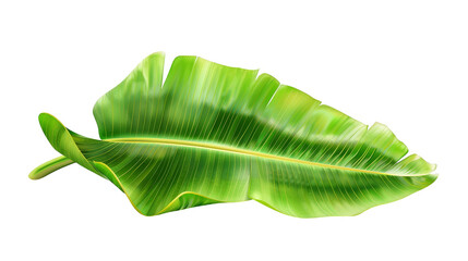 Fototapeta premium green banana leaf isolated on a white background, perfect for tropical and natural-themed designs.