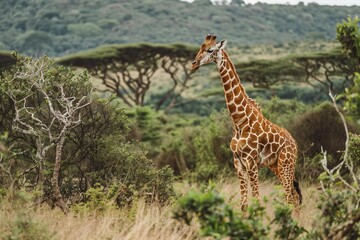 Obraz premium Wild Giraffe Safari: Funny Face of Independent Resilience