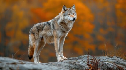 Naklejka premium Lone Wolf Standing on a Rocky Outcrop with Autumn Foliage in the Background