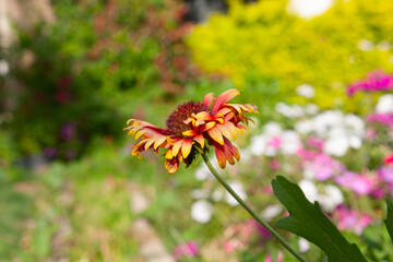 Common Gaillardia, Great Blanket Flower, Indian Blanketflower, Gaillardia aristata Or Gaillardia grandiflora 
