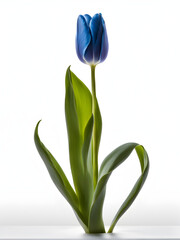 A blue tulip
