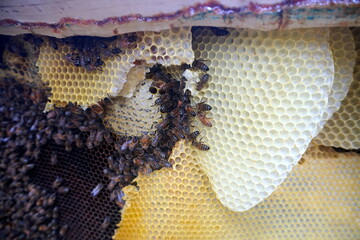 honey comb and a bee working,Close Up Of Bees On Honeycomb In Apiary