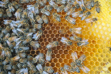 honey comb and a bee working,Close Up Of Bees On Honeycomb In Apiary