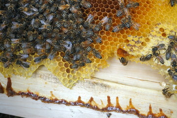 honey comb and a bee working,Close Up Of Bees On Honeycomb In Apiary