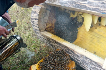 honey comb and a bee working,Close Up Of Bees On Honeycomb In Apiary