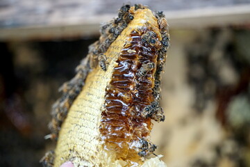 honey comb and a bee working,Close Up Of Bees On Honeycomb In Apiary