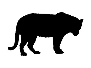 Black Tiger Vector Art - Wild Animal Pack 01