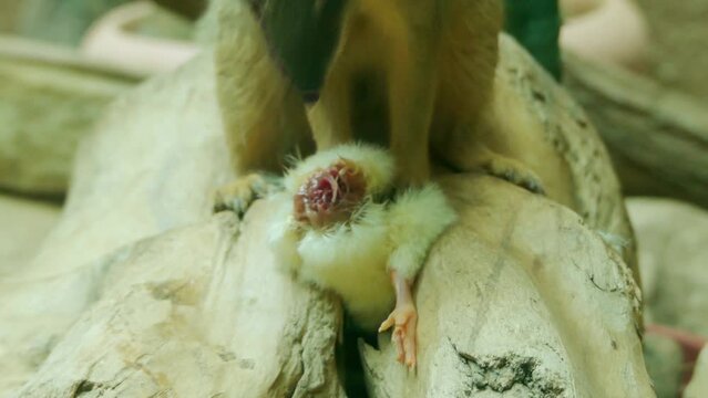 Ring-tailed mongoose (Galidia elegans)