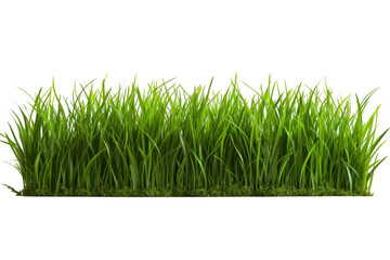 Lush green grass blades isolated on a white background, showcasing vibrant growth and natural beauty, ideal for gardening or landscaping projects.