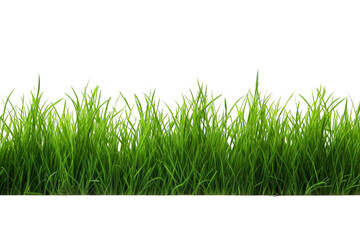Obraz premium Lush green grass blades in a row, perfect for lawn, garden, and nature themes, depicting fresh, vibrant natural beauty and growth.