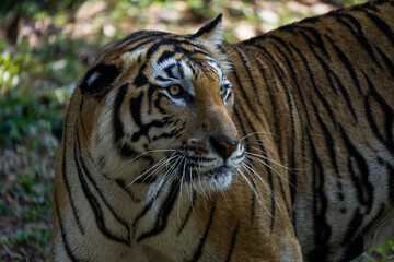 Tiger with its colourful camouflage and unique patterns